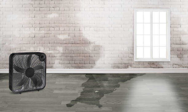 Best Water damage restoration experts  in Speers, PA